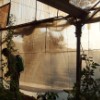 Murad fertilizing greenhouse veggies with spicy pepper water